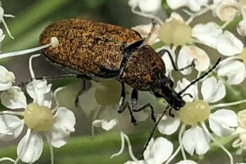 Réf. 290 879 : Mycterus curculioides